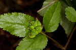 Dwarf ginseng